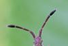Coriomeris denticulatus